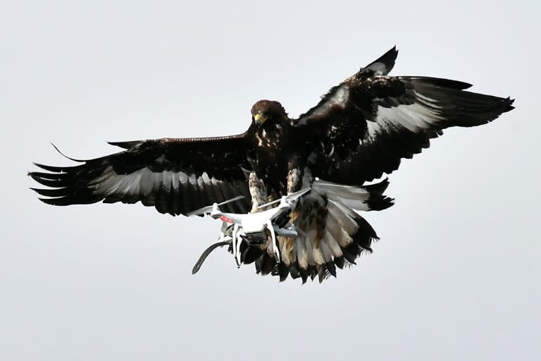 As malicious or poorly controlled drones become more of a security threat, the French army is exploring all options for defence, including using royal eagles