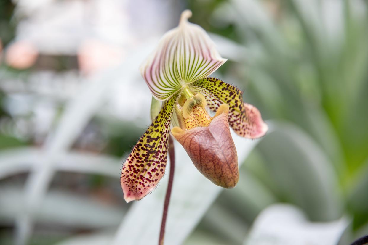 Commonly referred to as lady slipper orchids, Paphiopedilum may look complicated, but with the right care they’ll bloom beautifully in your home.