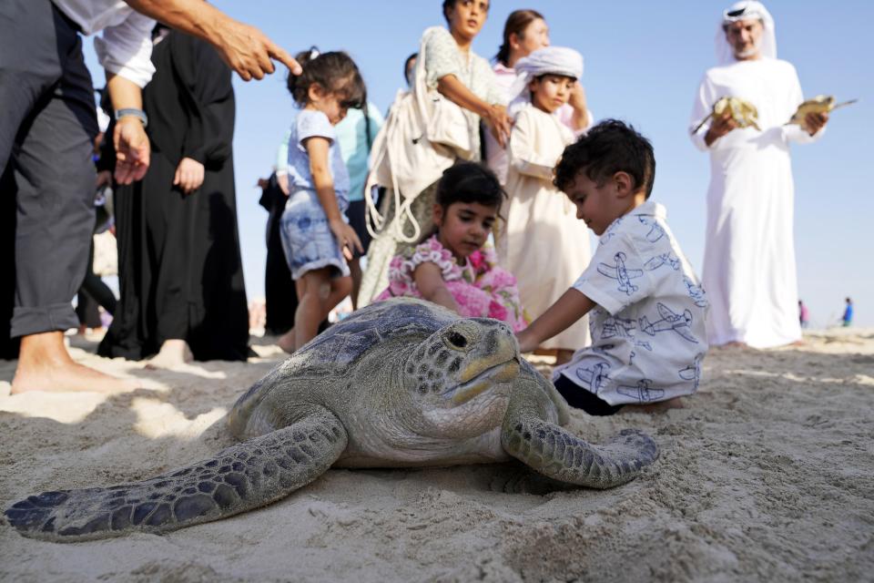 Children comfort a sea turtle to release at a hotel on Saadiyat Island of Abu Dhabi, United Arab Emirates, Tuesday, June 6, 2023. As sea turtles around the world grow more vulnerable due to climate change, the United Arab Emirates is is working to protect the creatures. (AP Photo/Kamran Jebreili)