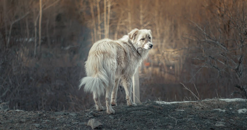 紐西蘭發生6隻猛犬啃咬69歲男子致死事件。（示意圖／Unsplash）