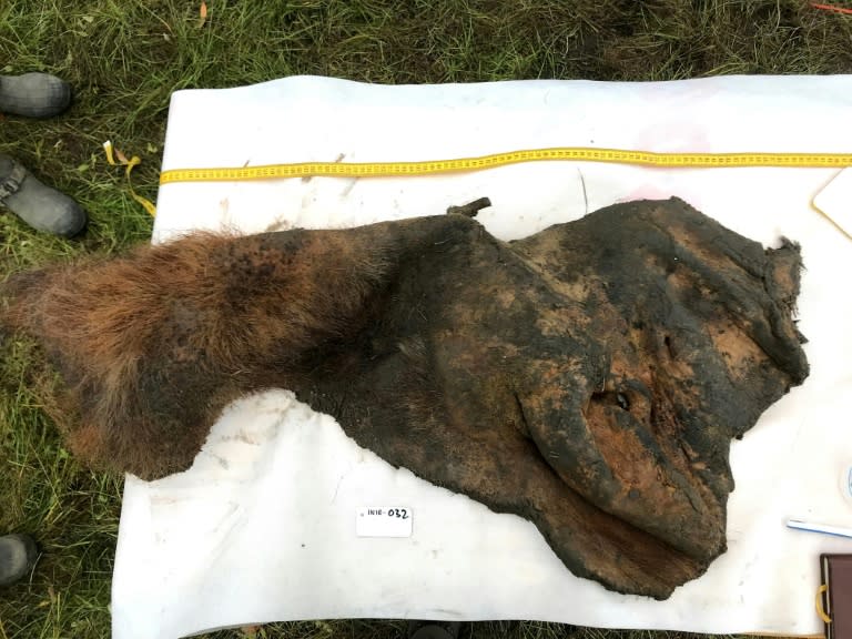 A 52,000-year-old woolly mammoth skin was excavated intact from permafrost in Siberia, as seen in this handout photo taken on September 5, 2018, courtesy of Stockholm University (Love Dalen)