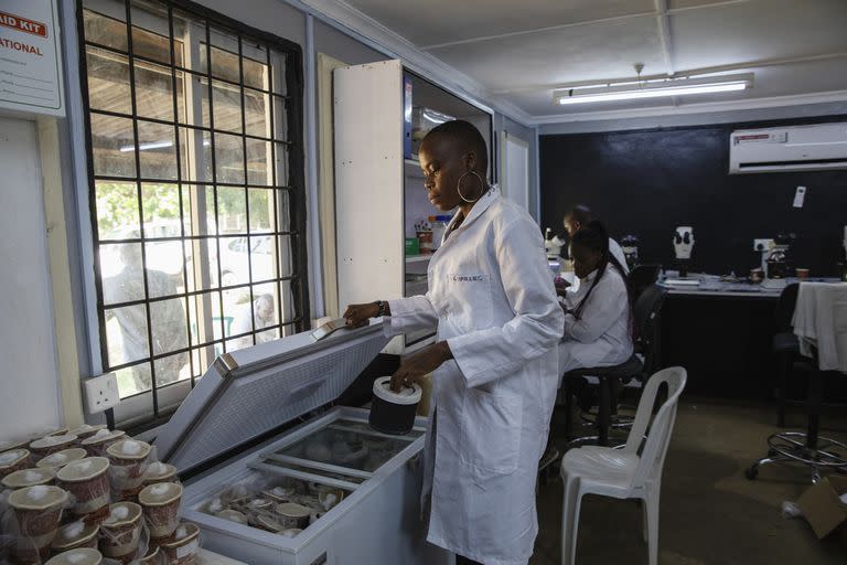 Una técnica en el Laboratorio de Entomología de Lwak, del Instituto de Investigación Médica de Kenia 