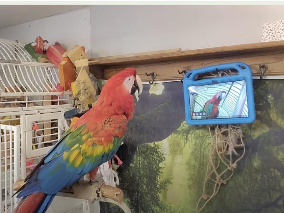 Parrot on video call in new study published in ACM.