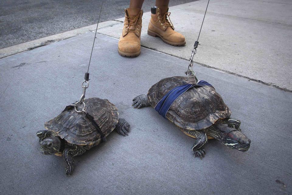 RNPS - REUTERS NEWS PICTURE SERVICE - PICTURES OF THE YEAR 2014 - ODDLY Resident Chris Roland walks his pet turtles Cindy (L) and Kuka up Madison Avenue in the Upper East Side of the Manhattan borough of New York in this September 4, 2014 file photo. REUTERS/Carlo Allegri/Files (UNITED STATES - Tags: SOCIETY ANIMALS)