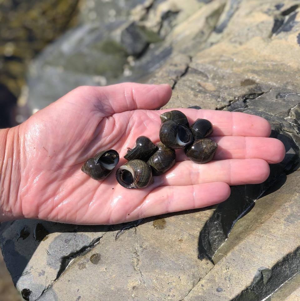 Common periwinkle snails are among the tiny creatures that people come across when they join Carol Steingart on one of her "Coast Encounters" tours at local Southern Maine beaches.