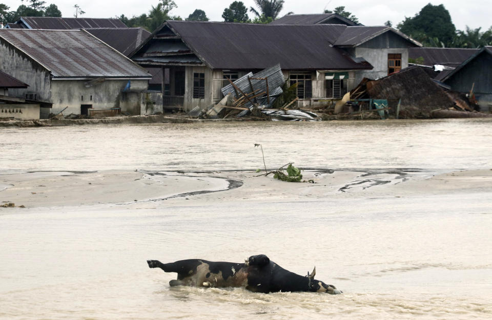 A dead cow lies half submerged in flood water at an area affected by flash flood in Luwu Utara, South Sulawesi province, Indonesia, Thursday, July 16, 2020. A number of people were killed and missing after heavy rains in Indonesia's South Sulawesi province swelled rivers and send floodwaters, mud and debris across roads and into thousands of homes. (AP Photo/Khaizuran Muchtamir)