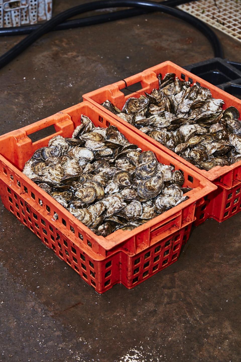 Valley Pearl Oysters aplenty.