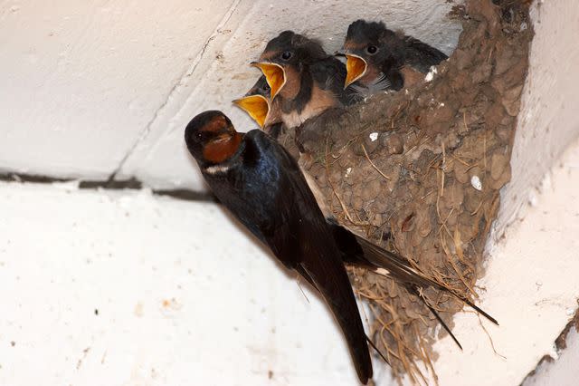neil hardwick/Shutterstock A barn swallow feeds baby birds in a nest.