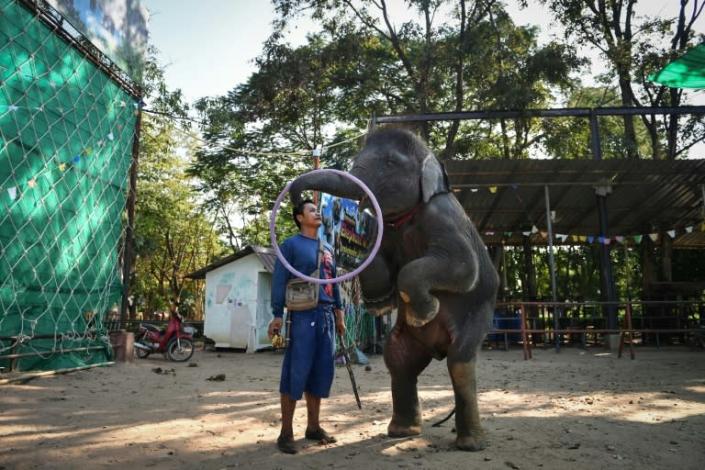 Young elephants are "broken" to interact with tens of millions of tourists who visit Thailand every year, many eager to capture social media-worthy encounters of the kingdom's national animal playing sports, dancing and even painting (AFP Photo/Lillian SUWANRUMPHA)