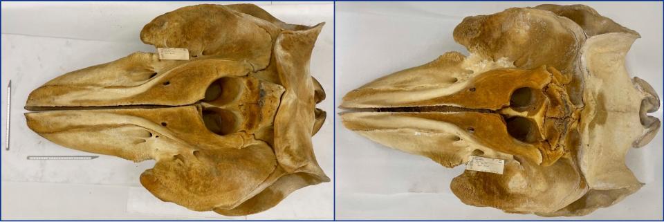The skulls for Bigg's killer whale, Orcinus rectipinnus (left), and the resident killer whale, Orcinus ater (right). The Bigg's skull is more robust and has wider beak the the resident whale. This is believed to be an adaptations for feeding on larger prey.
