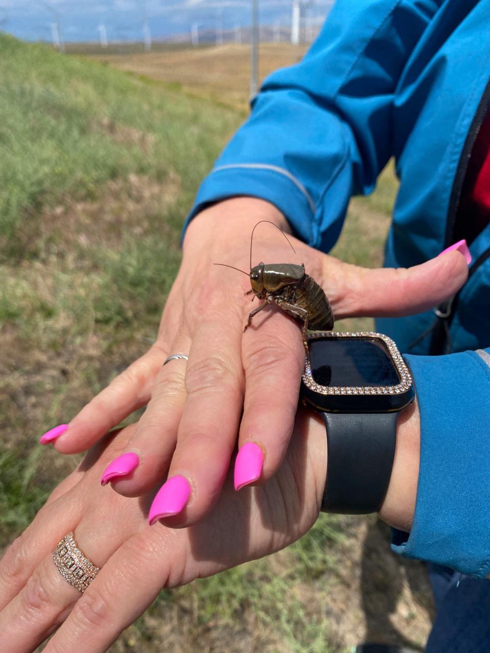 April Aamodt holds a Mormon cricket that she found on her brother-in-law Skye Krebs's ranch near Arlington, Ore. on June 17, 2022. Aamodt has volunteered extensively to help survey for Mormon crickets and fight off infestations.