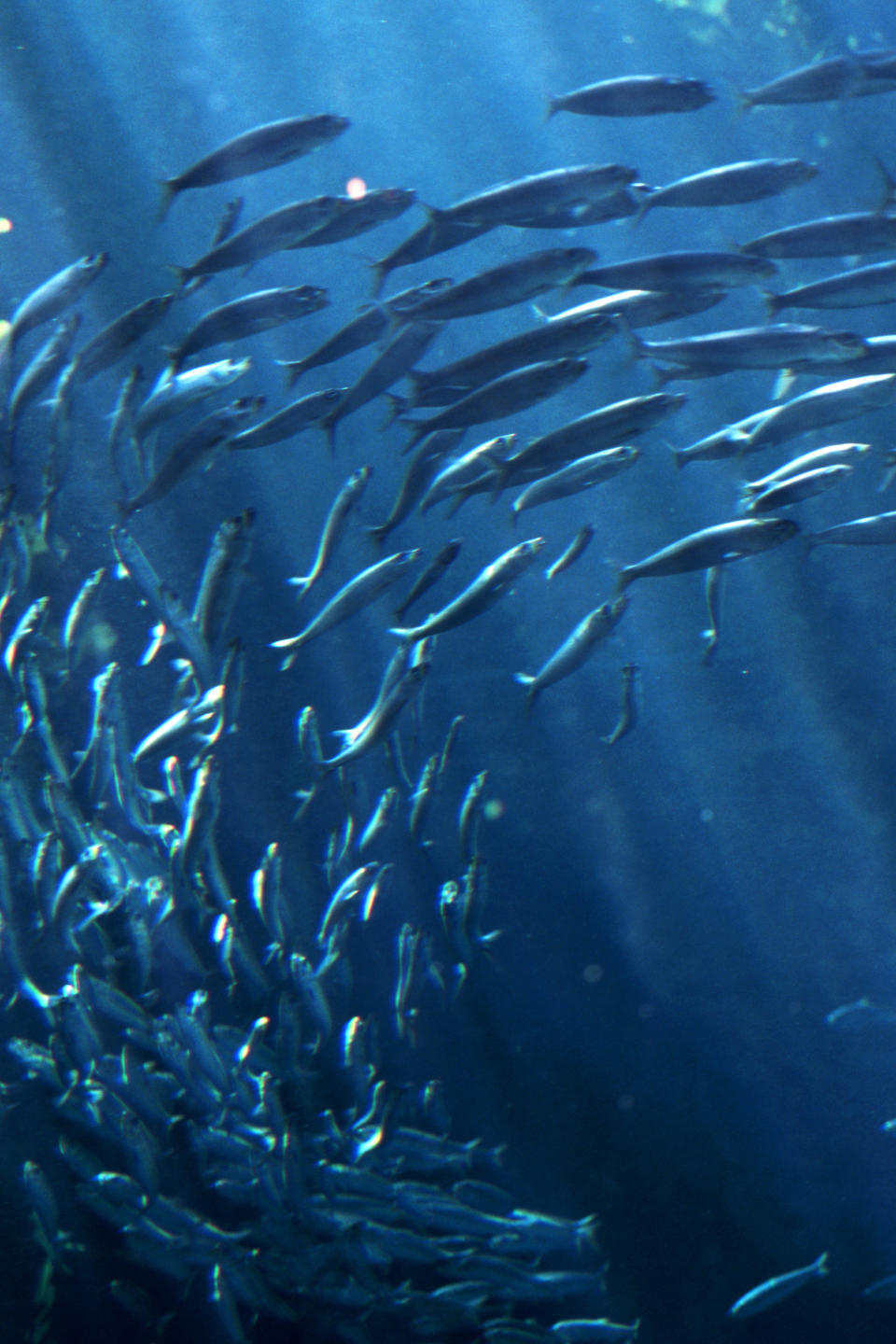 Shoal of fish under water with rays of sunlight