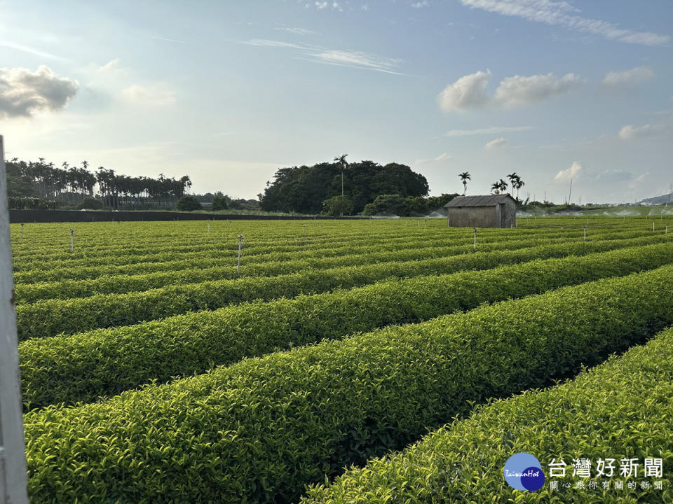 南投縣種茶面積可觀，立委游顥強調不容打擊地方經濟命脈。（記者扶小萍攝）