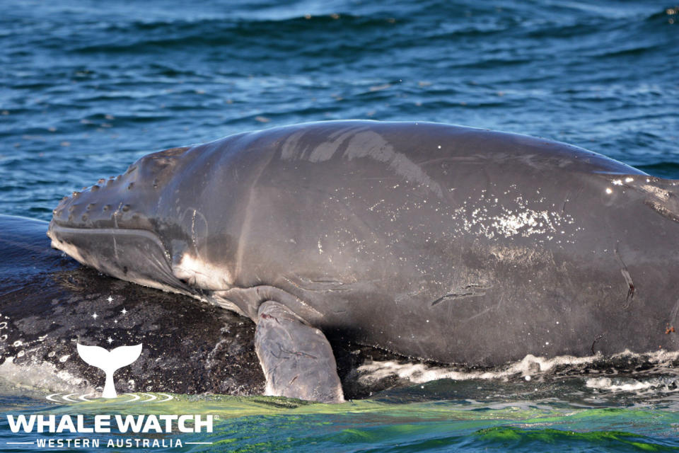 The calf swam onto its mother’s back to try and get away from the males. Photo: Whale Watch Western Australia