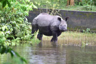 KAZIRANGA,INDIA-JULY 16,2020 :A rhino takes shelter at a higher land in the flood-hit Kaziranga National Park in Nagaon district of Assam, India - PHOTOGRAPH BY Anuwar Ali Hazarika / Barcroft Studios / Future Publishing (Photo credit should read Anuwar Ali Hazarika/Barcroft Media via Getty Images)