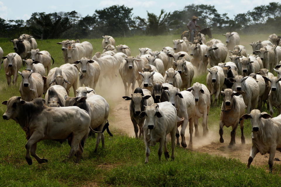 A cowboy drives a herd of cattle in the pastures of the Guachupe farm, in the rural area of the Rio Branco, Acre state, Brazil, Monday, May 22, 2023. (AP Photo/Eraldo Peres)