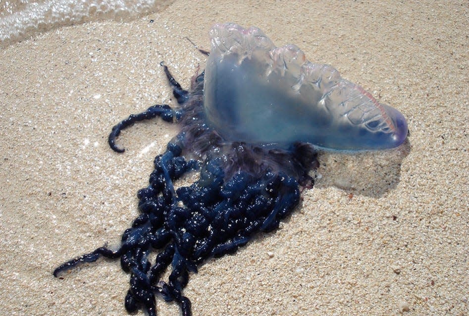 The Portuguese-man-of-war is recognized by its balloon-like float, which may be blue, violet or pink and rises up to 6 inches above the water line.