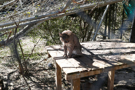 FILE PHOTO: A bobcat sits in a cage damaged by Hurricane Michael at the Bear Creek Feline Center in Panama City, Florida, U.S., October 12, 2018. REUTERS/Terray Sylvester/File Photo