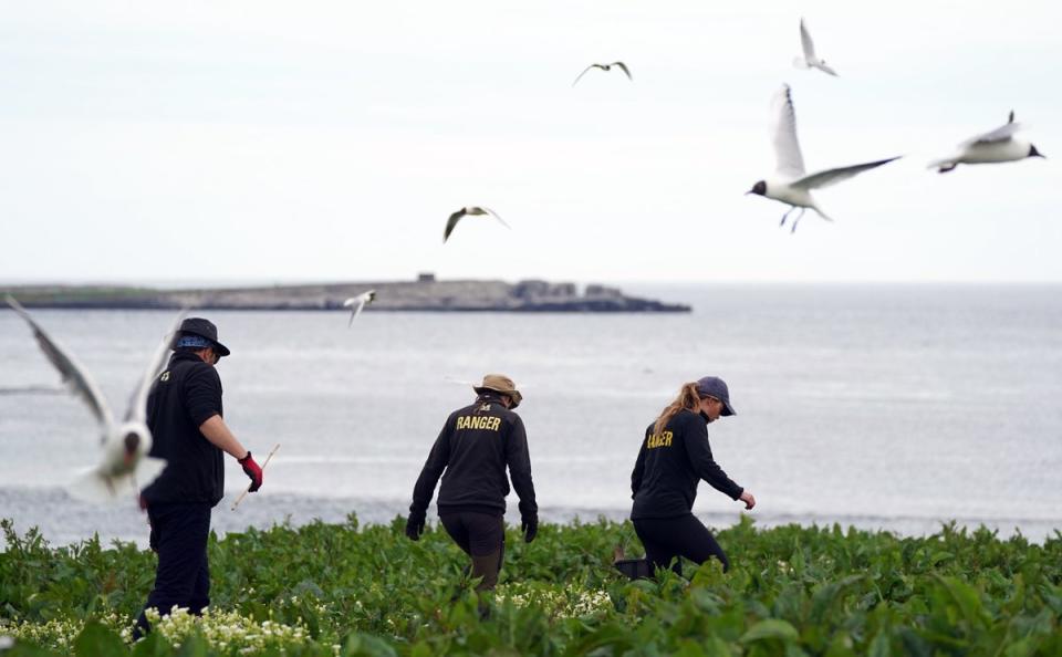 National Trust rangers will stay on the Farne Islands to monitor the outbreak (Owen Humphreys/PA) (PA Wire)