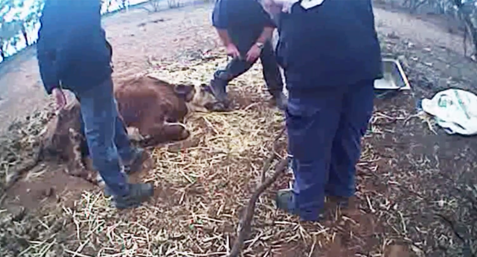 Three police officer stand around a dying bull.