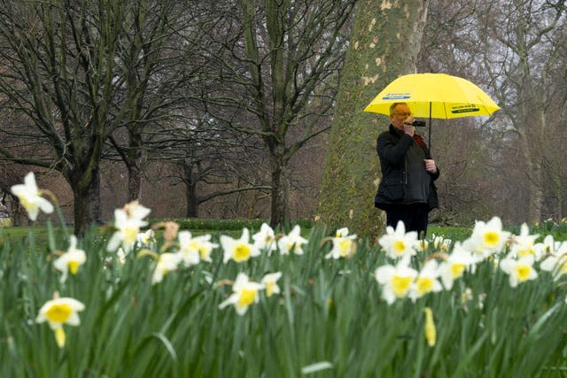 Daffodils