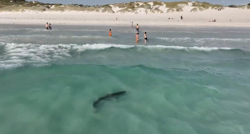 A Great White Shark at Perth's Mullaloo Beach earlier this month. 