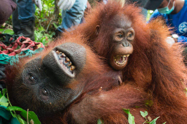 Mother and Baby Orangutan Release [4K], Borneo Wildlife Warriors, S02E06