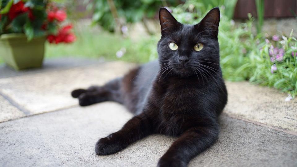 Bombay cat