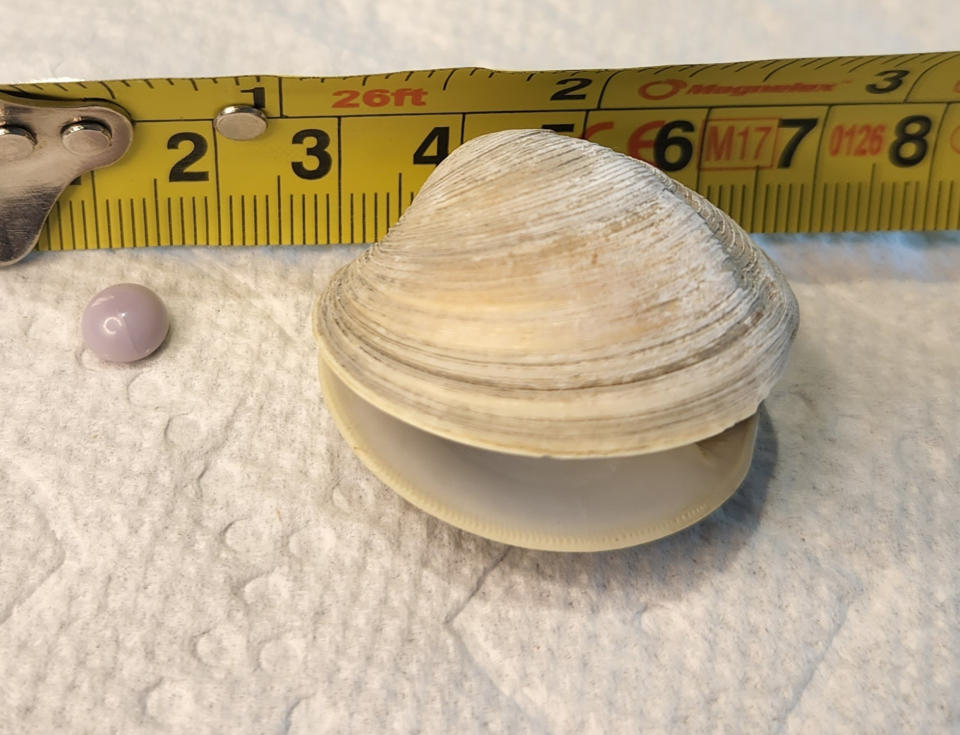 The pearl and clam measured together. (Courtesy Scott Overland)