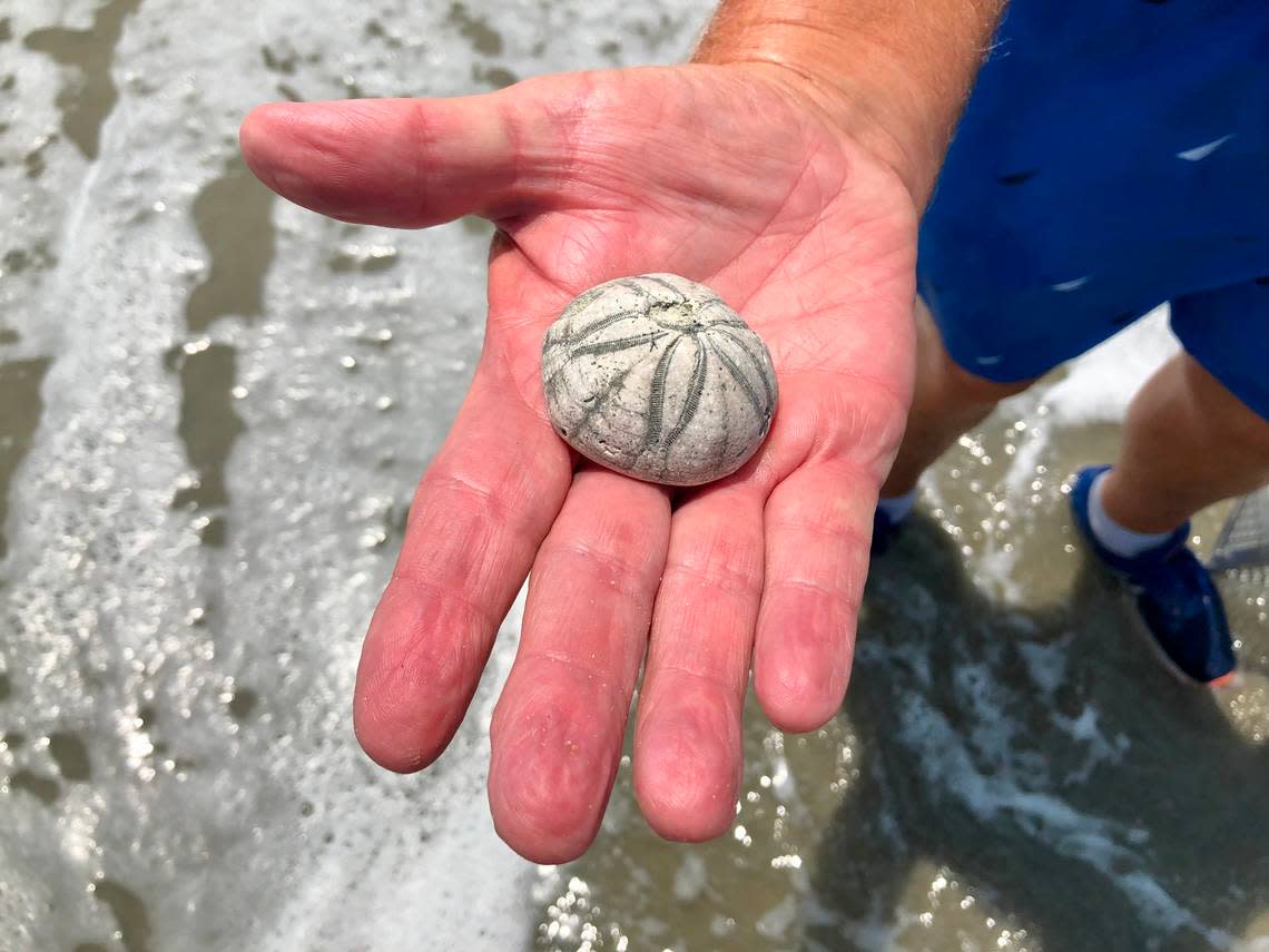Chuck Farthing of Harrisonburg, Virginia shows the sea biscuit he found at Holden Beach, N.C. Seashell hunters flock to the island to look for this coveted item in the sand. August 2, 2023.