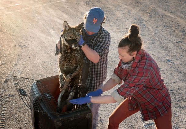 PHOTO: Dr. Joey Hinton and Dr. Kristen Brzeski prepare to collar and process a Louisiana Coastal Coyote for their study that explores Red Wolf Ancestry. (Amy C. Shutt)