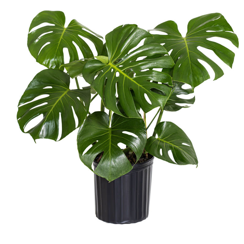 <p><a href="https://go.redirectingat.com?id=74968X1596630&url=https%3A%2F%2Fwww.wayfair.com%2F--%2Fpdp%2Funited-nursery--split-leaf-monstera-deliciosa-live-indoor-houseplant-in-9.25-inch-grower-pot-mdeliciosa10gp-l7541-site1060.html&sref=https%3A%2F%2Fwww.housebeautiful.com%2Flifestyle%2Fgardening%2Fg36099328%2Fbig-leaf-plants%2F" rel="nofollow noopener" target="_blank" data-ylk="slk:Shop Now;elm:context_link;itc:0;sec:content-canvas" class="link ">Shop Now</a></p><p>Split Leaf Monstera Deliciosa</p><p>Wayfair</p><p>$24.12</p><span class="copyright">Wayfair</span>