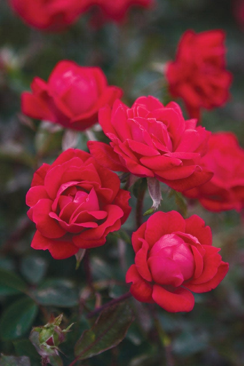You can start roses like these Double Knockout Roses from seed inside in Wisconsin, then treat them like any other transplant if you want to move them outside after the last frost.