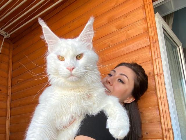 Plicht Aanpassen Gezichtsvermogen Maine Coon kitten is so big people mistake it for a dog