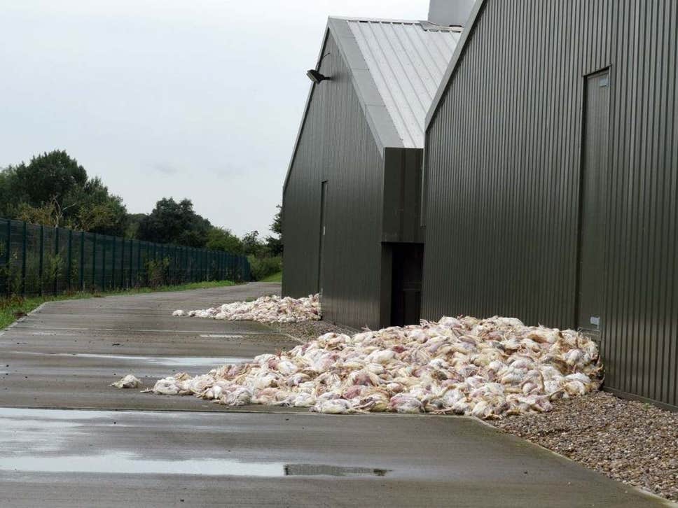 Six large piles of dead chickens were found outside the Lincolnshire farm after the heatwave ( Connor Creaghan/The Lincolnite )