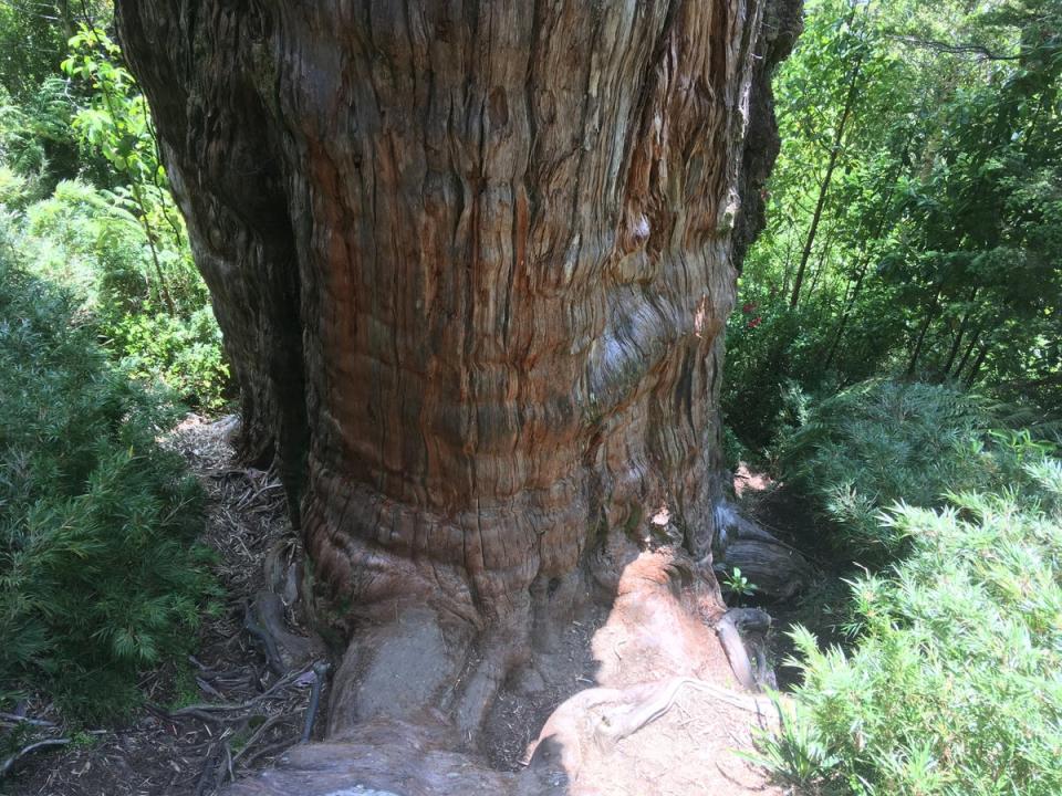 The great grandfather’s age beats the current record-holder of a bristlecone pine tree aged 4,853 years residing in California (via REUTERS)