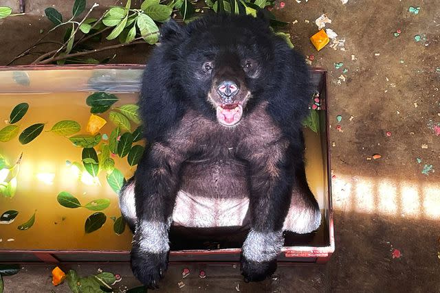 <p>Nezahat Sevim/Animals Asia</p> Dawn the bear taking a bath