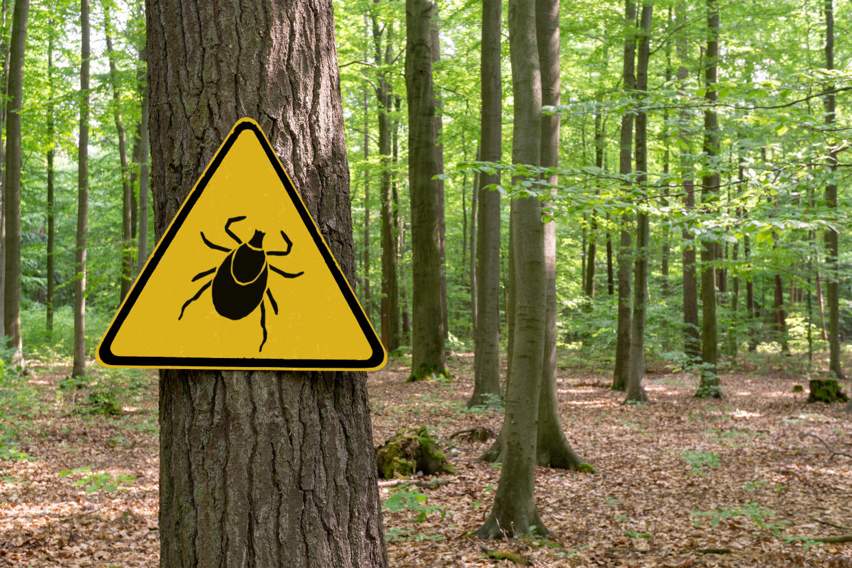 Although Lyme disease and COVID-19 are very different diseases, a few of the symptoms are similar, which can lead to some confusion. (Photo: Getty Images)