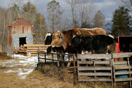 Cows stand in their enclosure, after it was discovered that the soil, hay, and the milk from the cows on the dairy farm contain extremely high levels of PFAS chemicals resulting from a 1980's state program to fertilize the pastures with treated sludge waste and making the milk unsuitable for sale, at the Stoneridge Farm in Arundel, Maine, U.S., March 11, 2019. Picture taken March 11, 2019. REUTERS/Brian Snyder