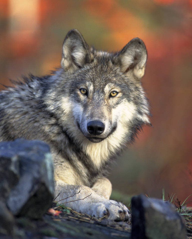 This photo is provided only as an example a grey wolf. Due to the ongoing investigation, the DNR at this time is not sharing photos of the wolf found in Calhoun County.