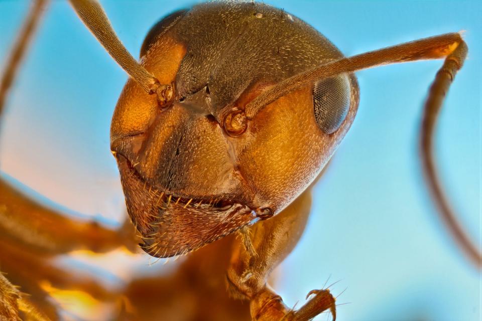 Nikon Small World red forest ant face