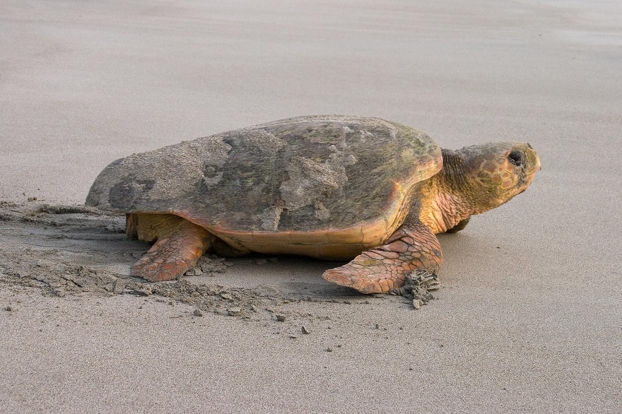 Loggerhead sea turtle on a sandy beach returning to the sea after nesting.