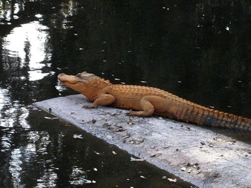 Alligator orange: découvert dans le sud de la Floride, il suscite de vives interrogations. Les experts croient que la couleur de l'alligator ne serait pas d'origine génétique; il serait sans doute recouvert d'une peinture ou d'une autre substance orange.