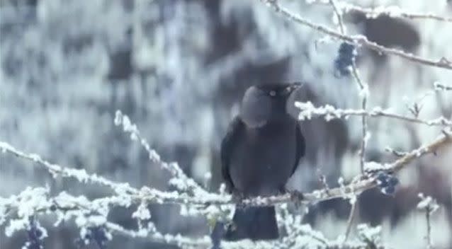 In the advertisement the boy spots a bird eating berries. Source: EDEKA/YouTube