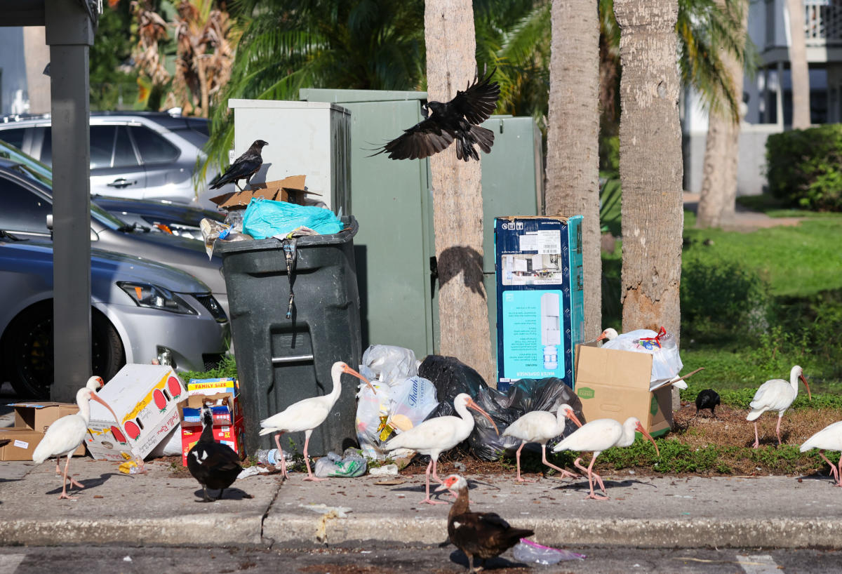 Hillsborough renters say Hurricane Debby turned their apartment into a