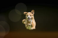 <p>The dogs were photographed and appear to be flying. (Photo: Peter Mueller/Caters News) </p>