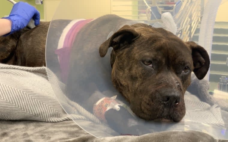 Dog Shot Multiple Times in Philadelphia, Receives Outpouring of Support