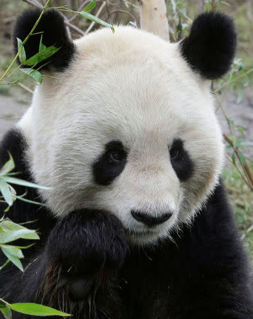 Giant panda Long Hui eats bamboo in Schoenbrunn zoo in Vienna, Austria, January 29, 2008. REUTERS/Leonhard Foeger/File Photo