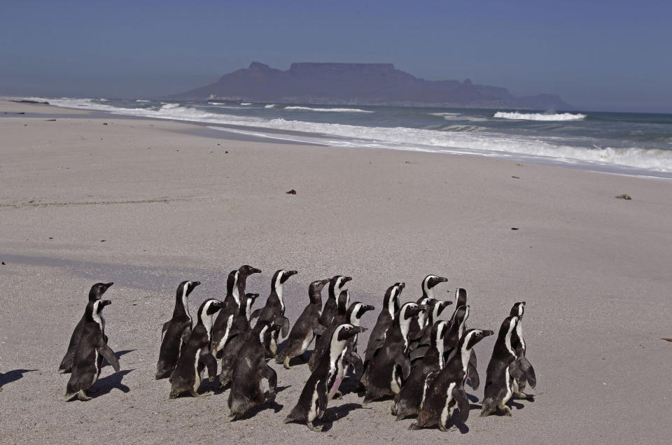 Penguins walk to the ocean with Table Mountain as backdrop, during their release by workers from the South African Foundation for the Conservation of Coastal Birds, SANCCOB, on the outskirts of the city of Cape Town, South Africa, Tuesday, Sept 25, 2012. (AP Photo/Schalk van Zuydam)