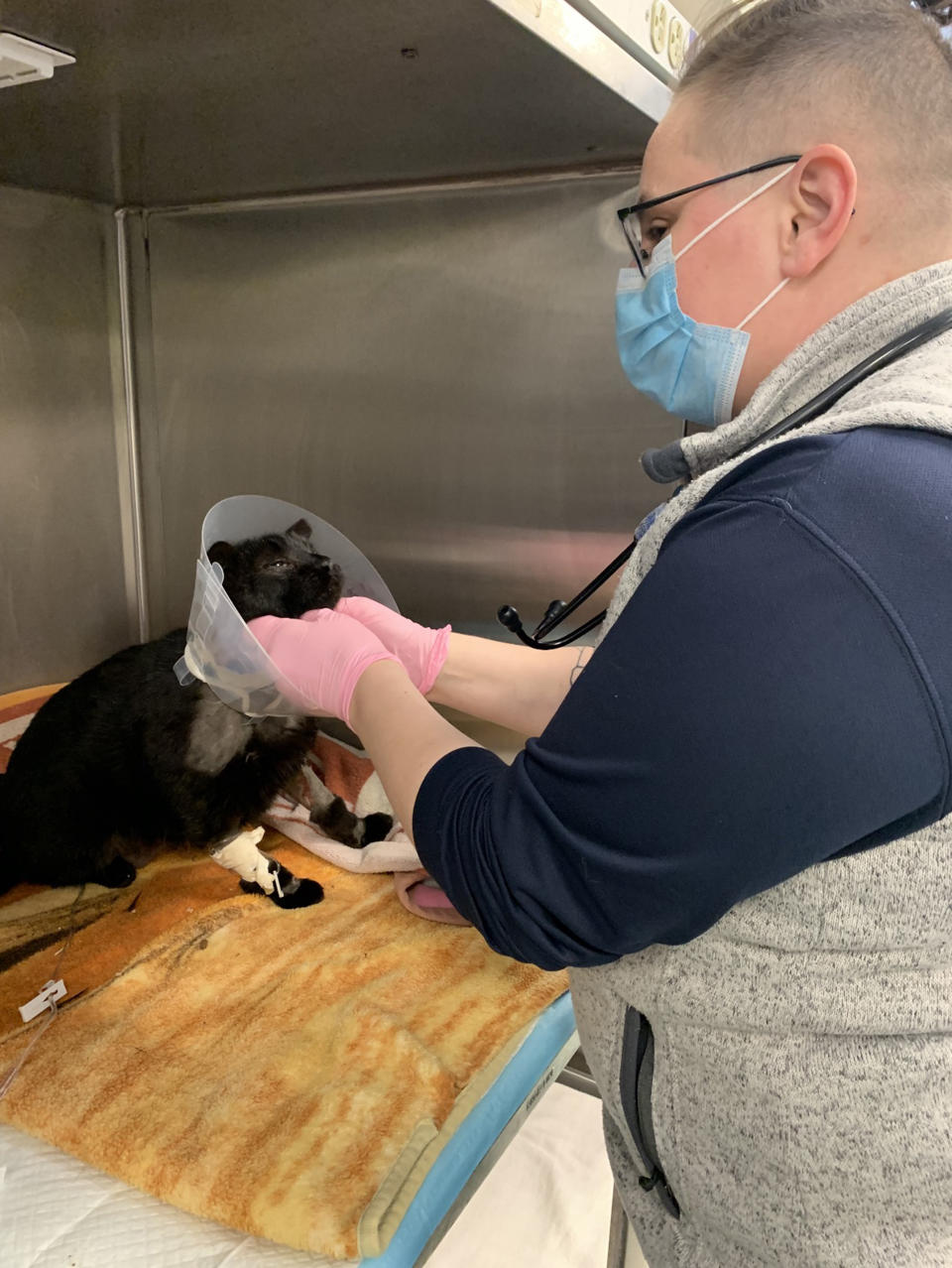 Two minors have been charged with brutally attacking a cat with their dogs in Philadelphia, PA. (Pennsylvania SPCA / Pennsylvania SPCA)
